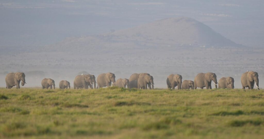 Kenya says 15 elephants died of cyanide poisoning after eating tomatoes from nearby farms