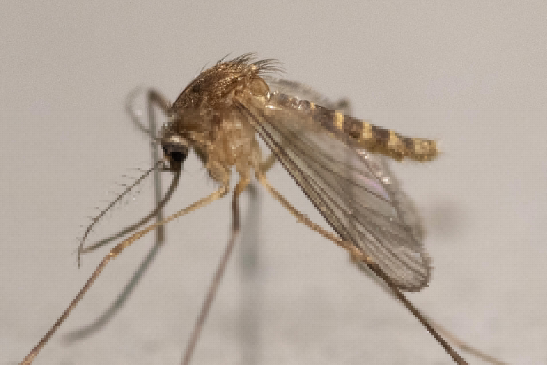 CDC Reports West Nile Caused Most U.S. Arboviral Disease in 2024 as Powassan Reached a Record High