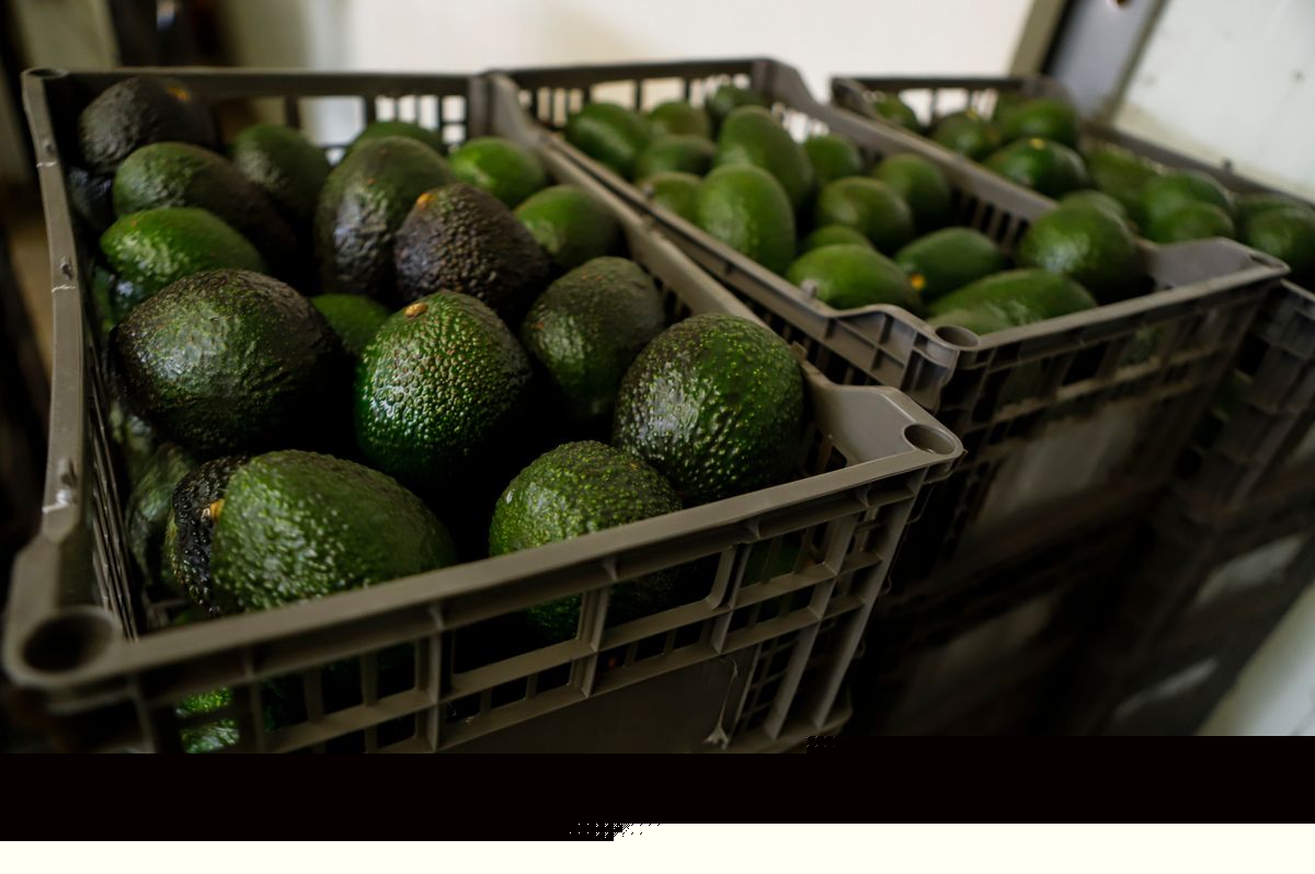 US suspends avocado inspections in Mexican state of Michoacan due to threat