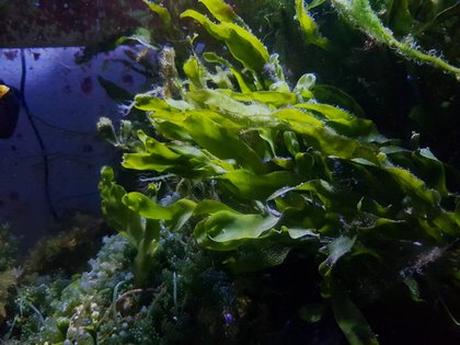 Port receives $200,000 grant to mitigate Caulerpa prolifera algae first discovered in Coronado Cays