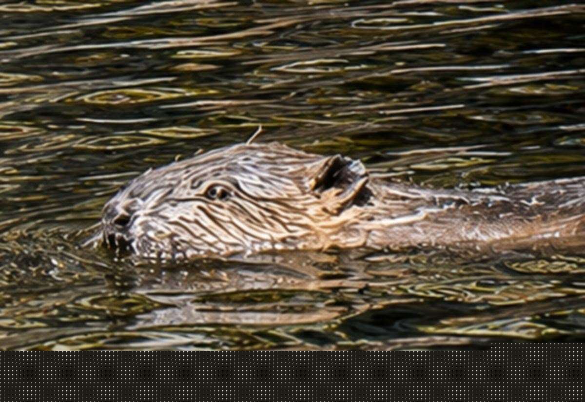 Beaver babies in Glen Affric delight conservationists