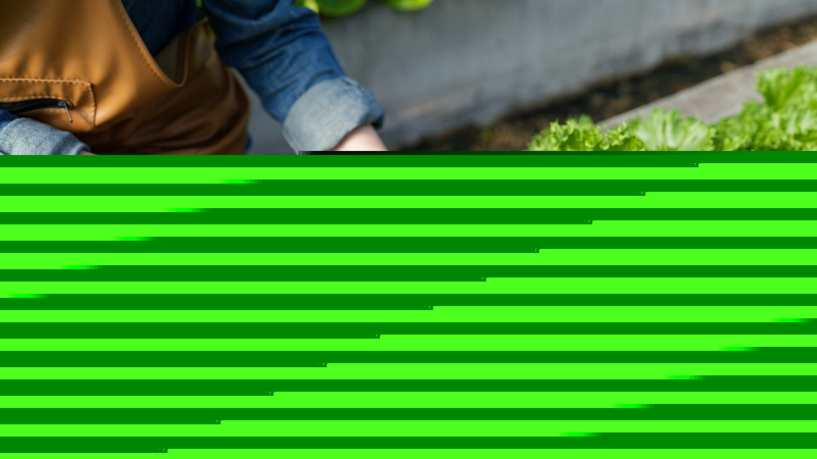Three Types Of Leafy Greens To Start Planting Before August Is Over