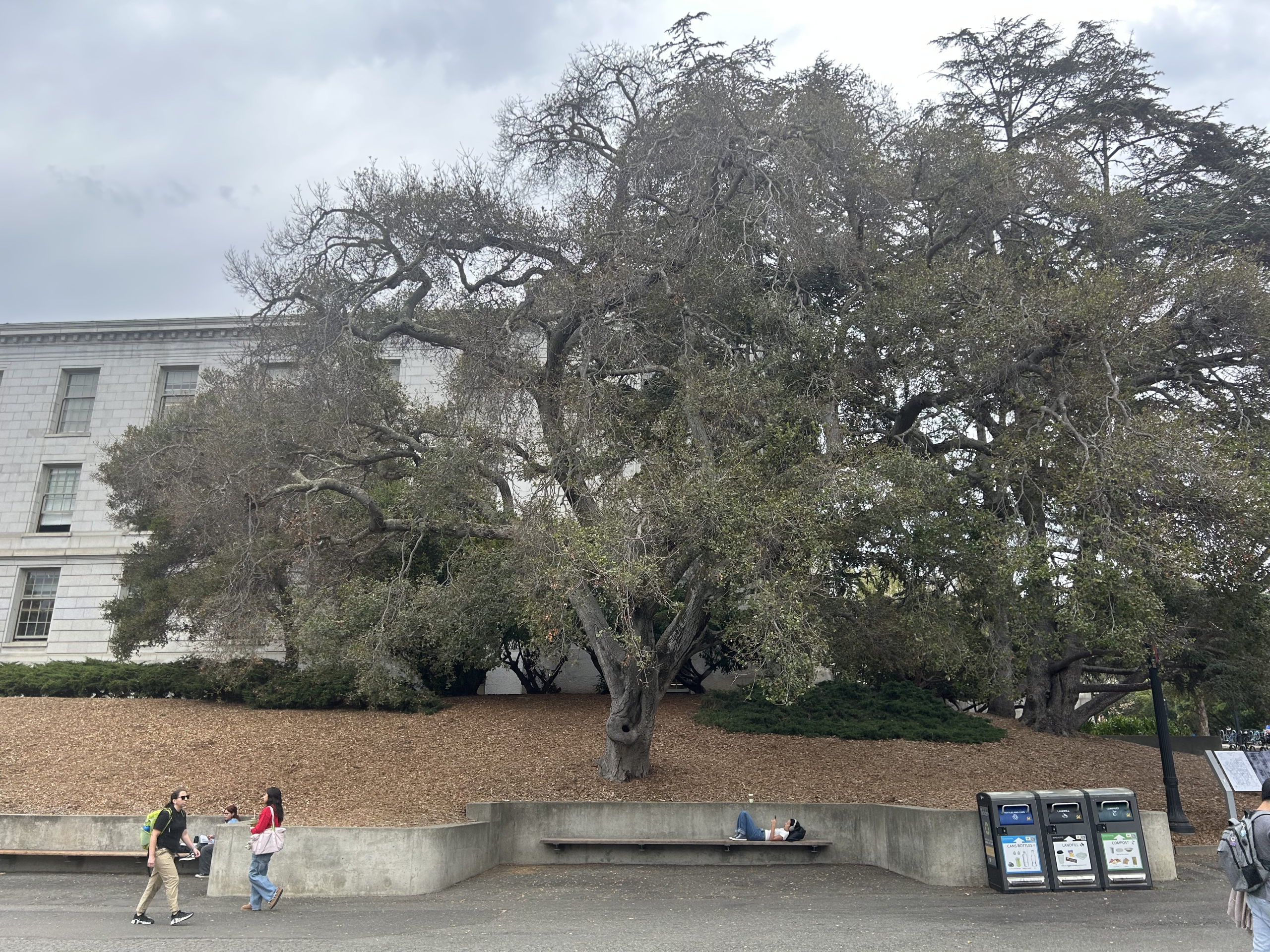 Some of Cal’s most majestic trees are looking sickly. Here’s why