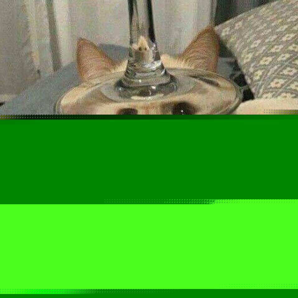 Cats - Funny face