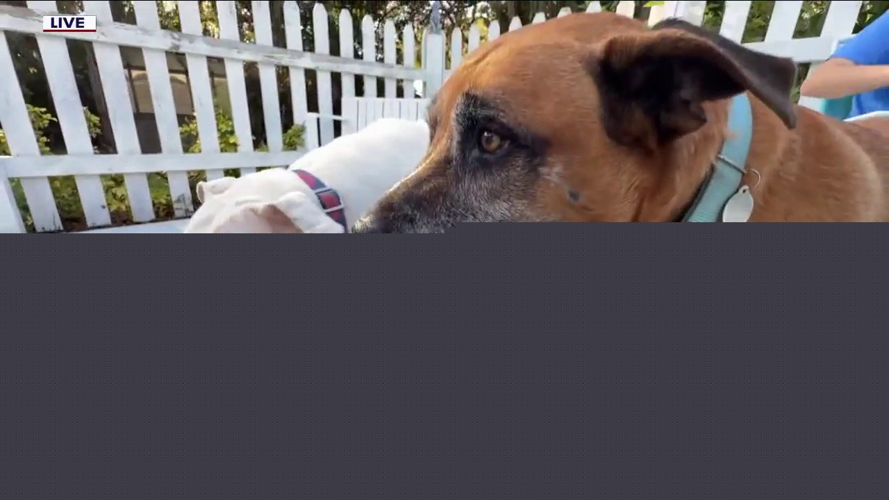 Touch of Grey Rescue helps senior and special needs dogs