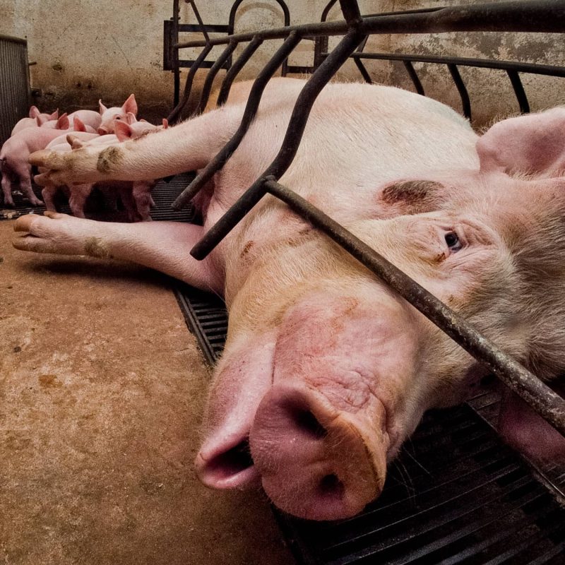 Proponen instalar otra mega granja porcícola en Tekantó