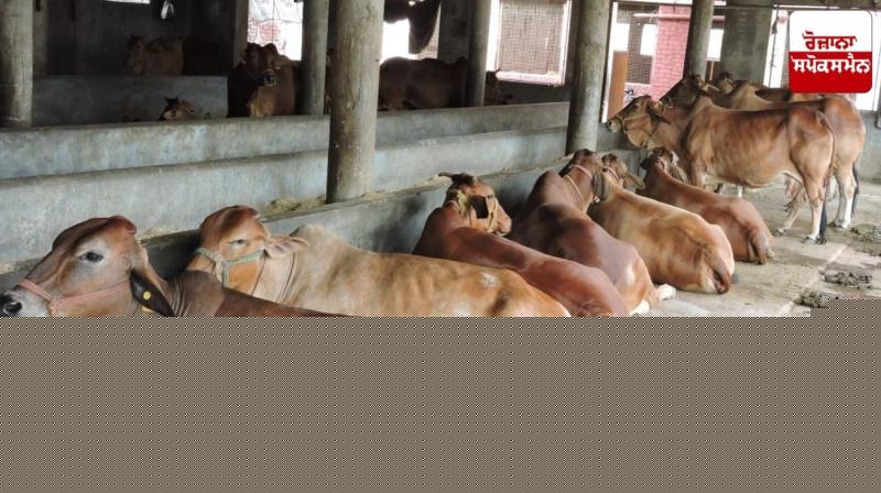 Himachal Pradesh Steps Up HS Vaccination Drive, 12,000 Animals Covered in Hamirpur