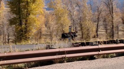 You Can Take a Bite Out of Poaching in Idaho