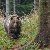 Bistrița-Năsăud: Primăria Telciu cere „sprijin de urgență” autorităților centrale după trei atacuri ale urșilor asupra animalelor domestice, în ultimele 48 de ore