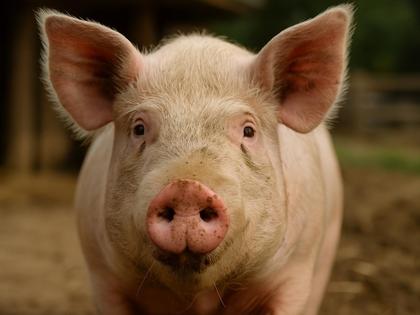 Scientists Successfully Transplant Genetically Modified Pig Lung into Human Patient