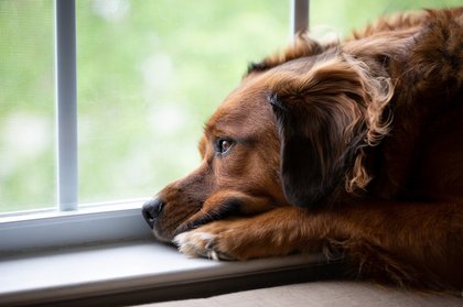 Dear Annie: Boyfriend’s dislike of her dogs is an honest roadblock that needs honest discussion