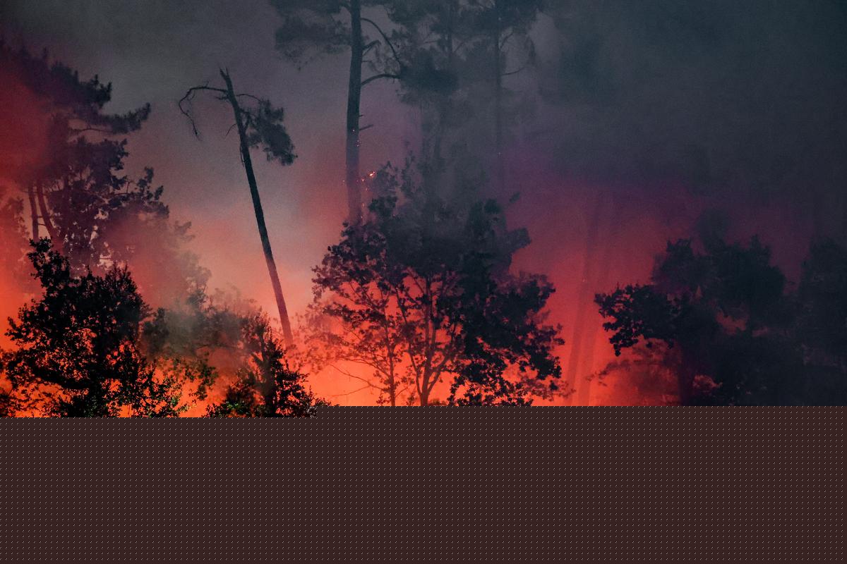 Incendies en Gironde et dans les Landes : la Fondation du patrimoine ouvre une collecte pour la forêt
