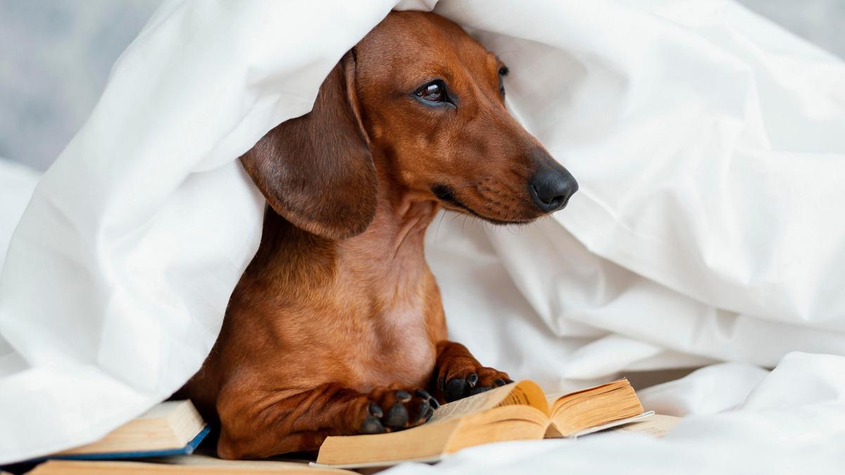 Dogs can tell the difference between happy and sad human faces