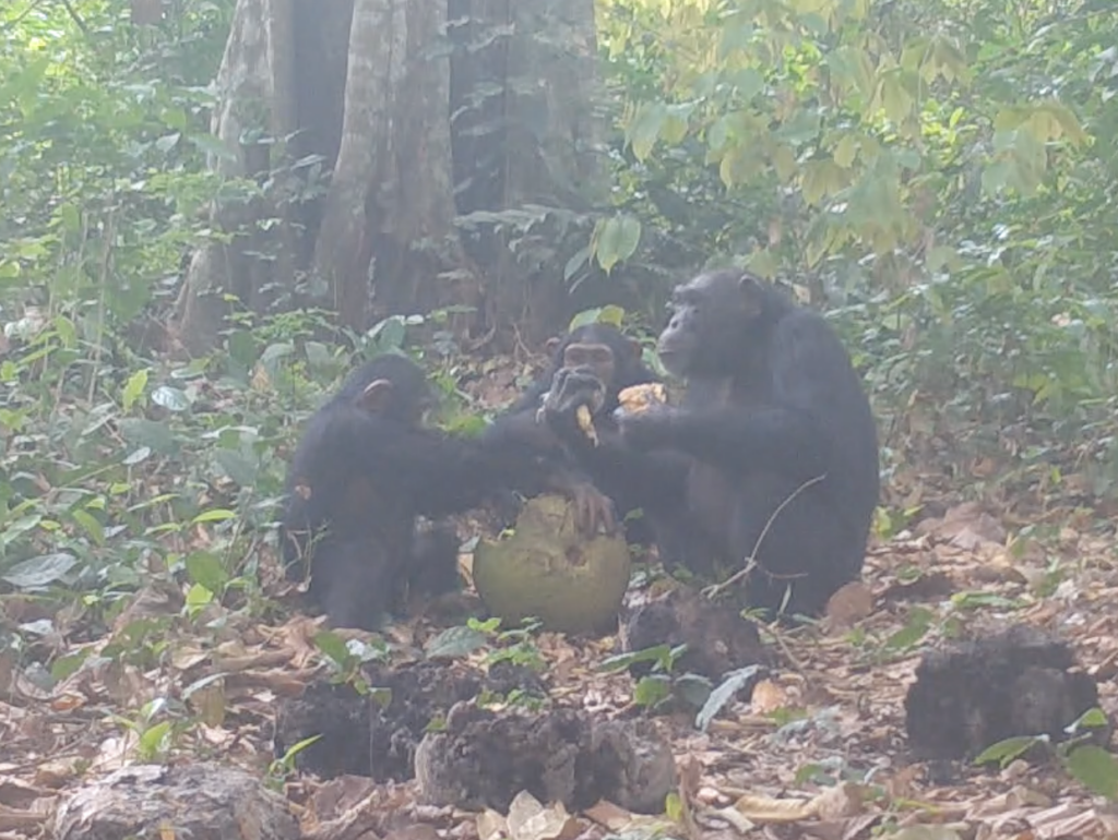 Wild Chimpanzees Caught Sharing Alcohol in Behavior That Mirrors Humans