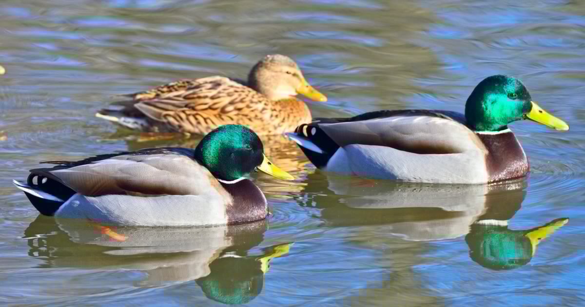 Ungetrübte Badefreuden - Keine Vergiftung bei Laxenburger Enten gefunden