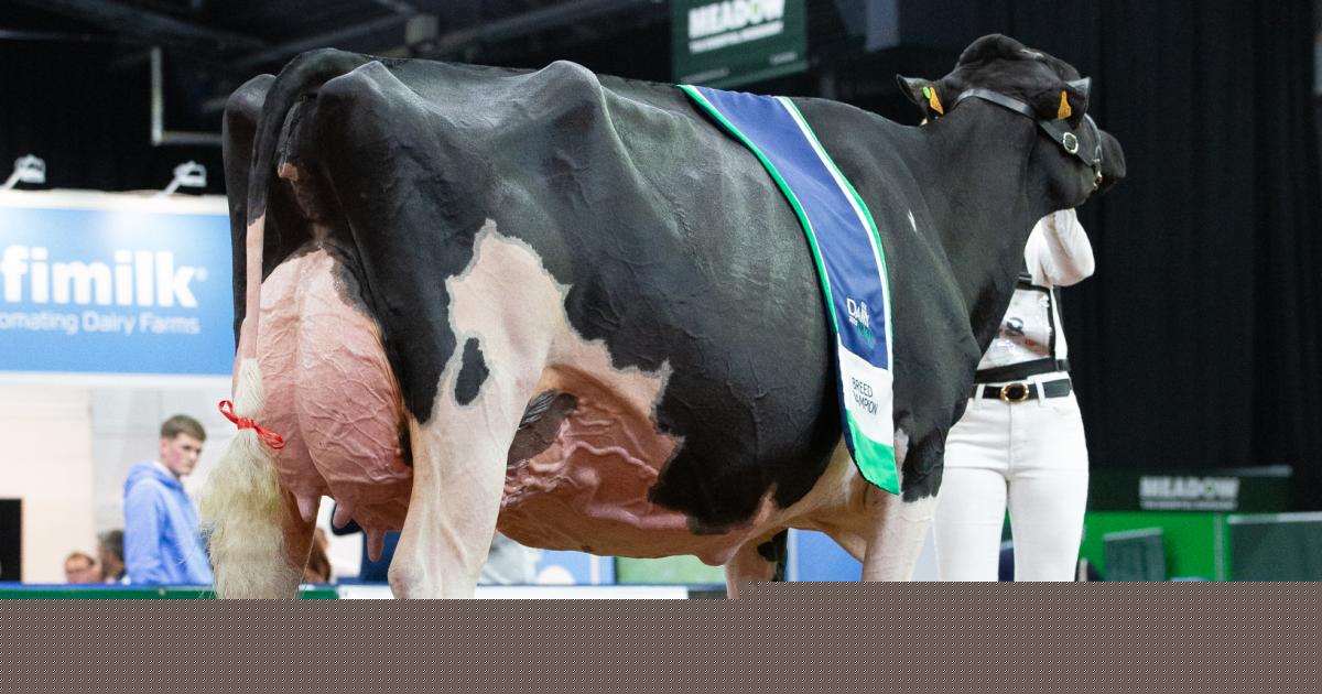 Blyth Holsteins make history at UK Dairy Day Show in Carlisle