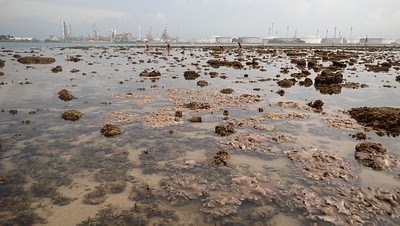 Pulau Semakau (North) with 3 giant clams