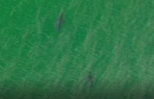 More Shark Sightings Reported in Scarborough