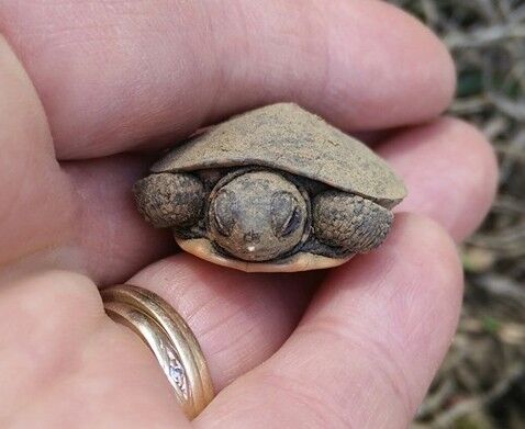 It’s a good time of year to learn how to make a difference in a turtle’s life