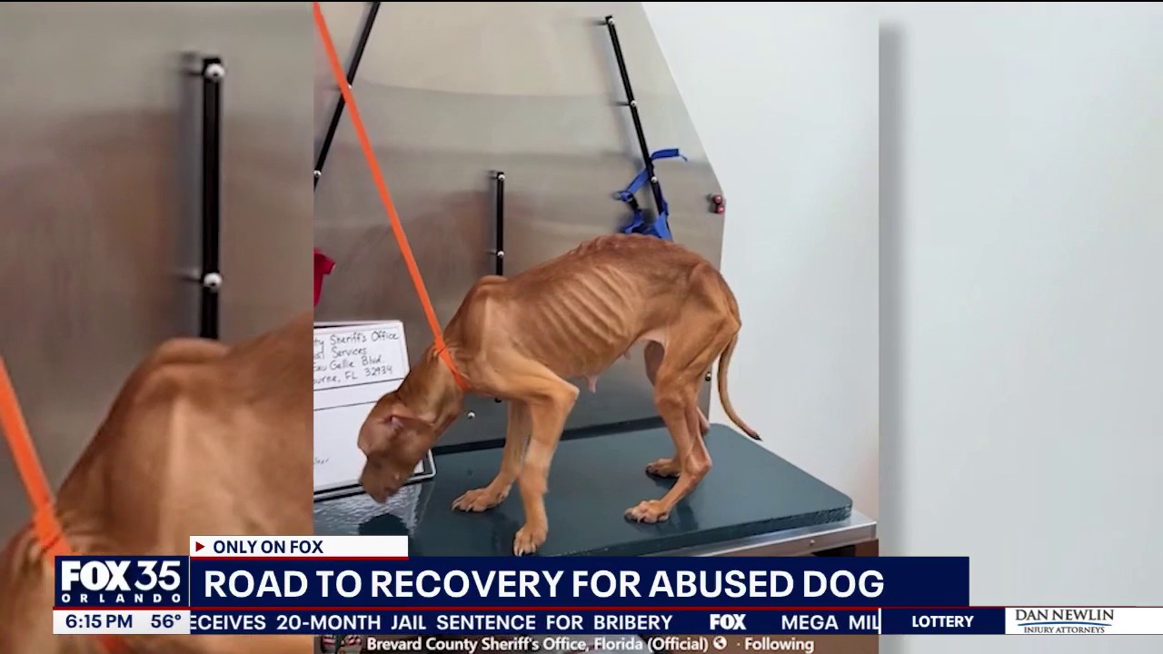 Abused dog gains strength as recovery continues, owners charged