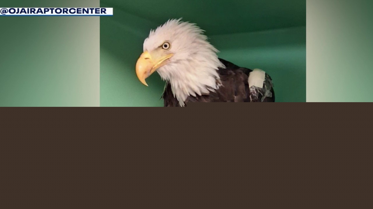 Big Bear bald eagle Jackie dies