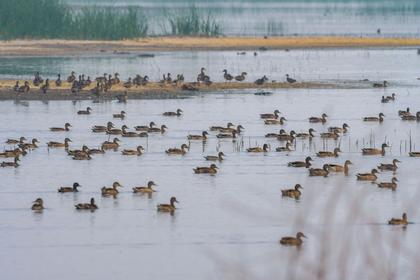 Waterfowl hunters in North Dakota could be in for a tougher season