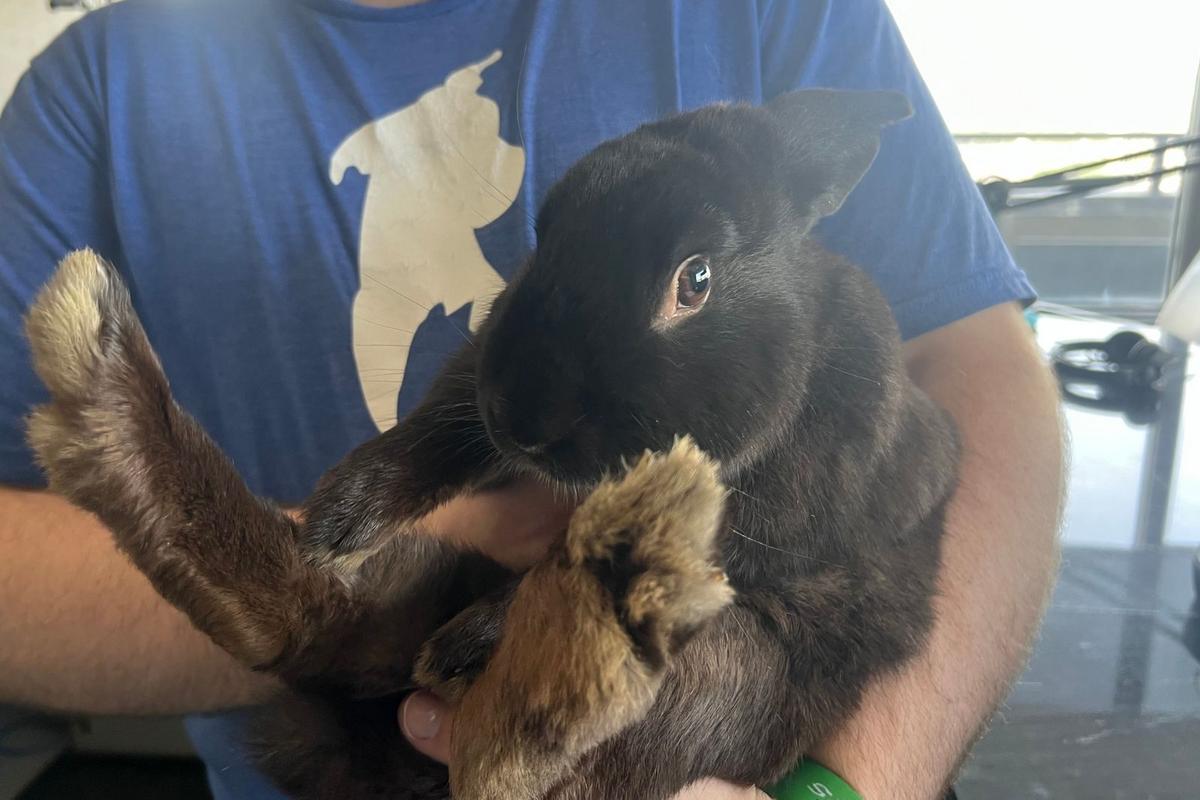 Hop On It. “Hamburger” the Bunny is Ready to Adopt in Billings