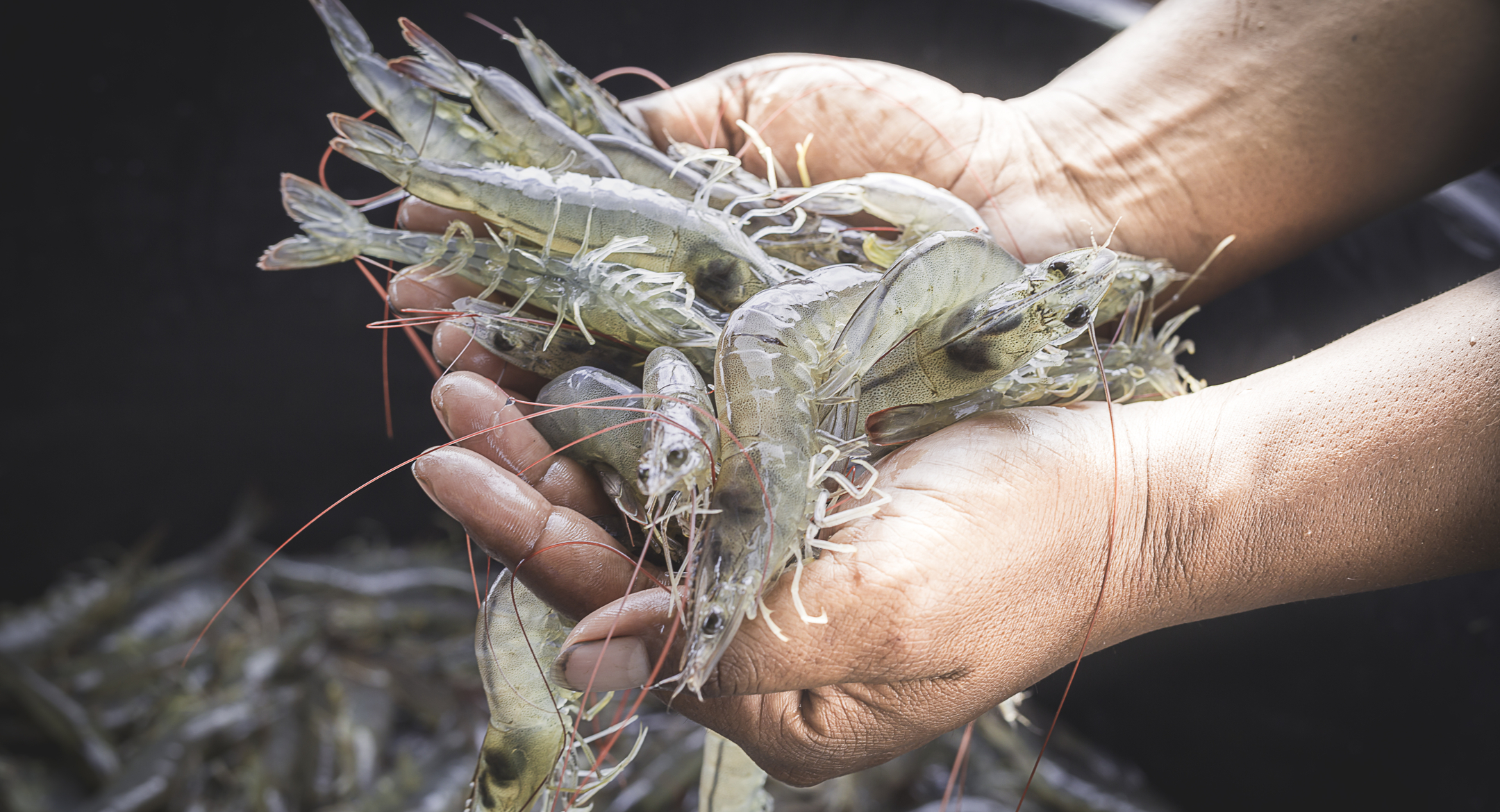 Trade insights: Indian shrimp weathers US slump with export growth to EU, China