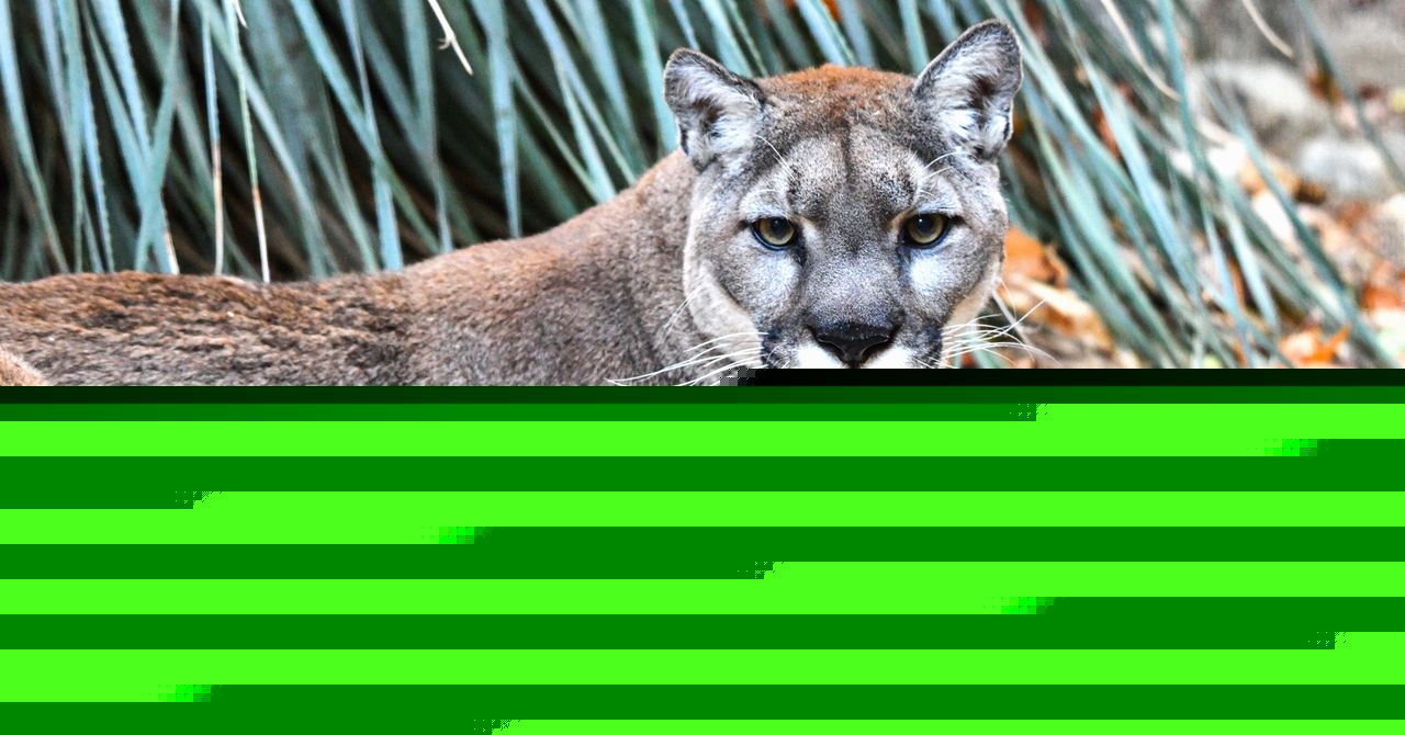 Cougars Lower the Risks of Car Crashes by Hunting Deer