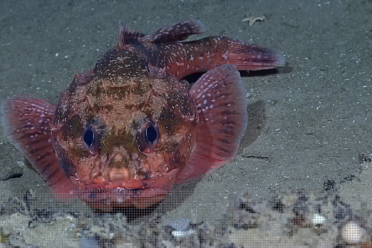 UN regulator delays deep-sea mining rules, extends disputed exploration deal