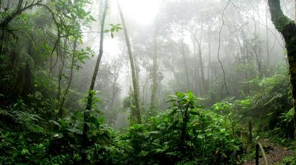 Indigenous Territories Shield Communities from Disease, Landmark Study Finds