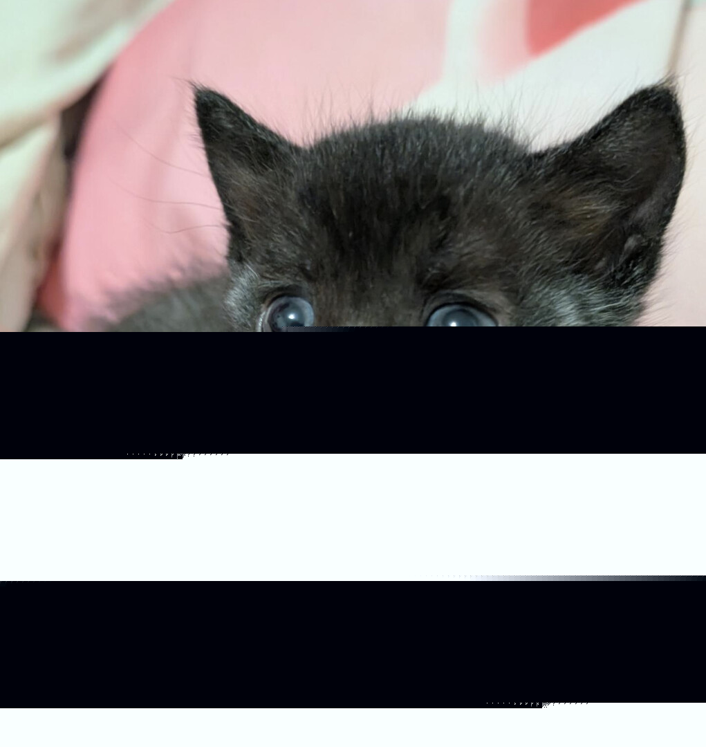 Tiny kitten recovering after rare surgery thanks to BC SPCA foster family (Kelowna)