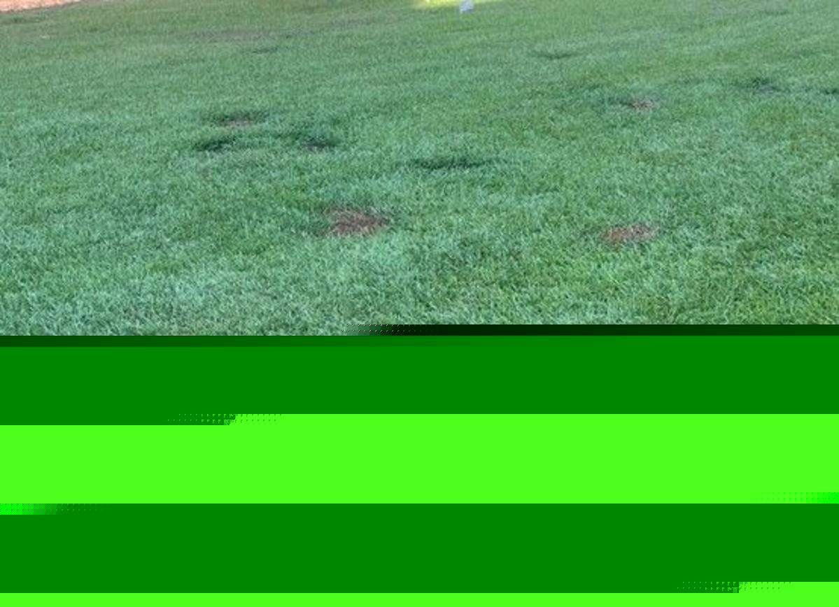 The Surprising Culprit Behind Those Dead Patches in Your Yard