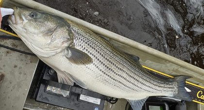 Canadian striped bass stock grows to dismay of salmon, lobster, halibut harvesters