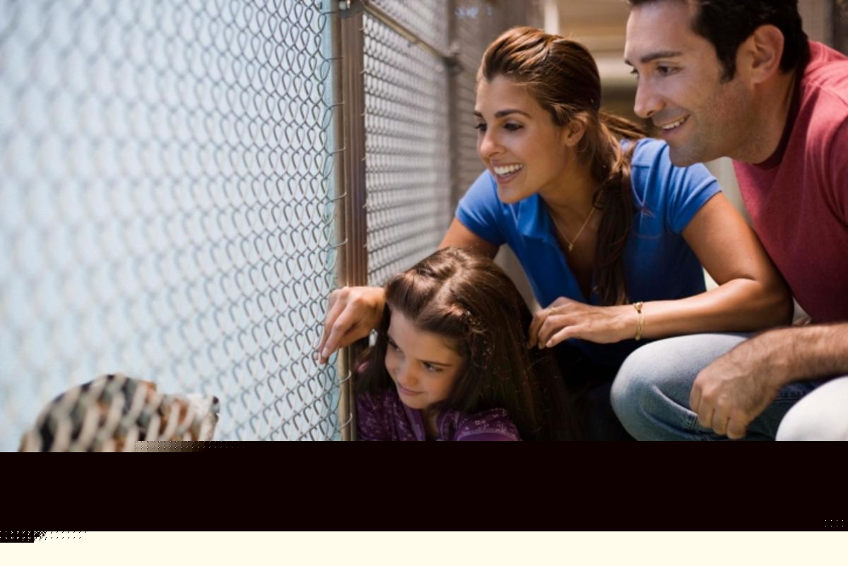 How to Keep Animals Calm When Visiting a Shelter