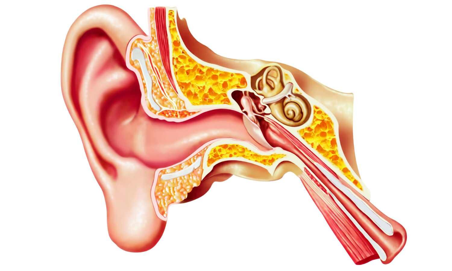 Endoscopic Tympanoplasty Enhances Operative Efficiency and Patient Comfort, Study Finds
