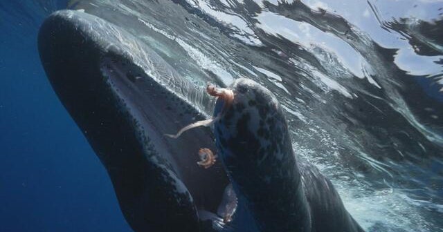 5/26/2023: The Sperm Whales of Dominica; Monkey Island; Hanging On