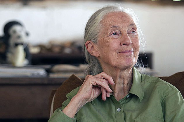 Tributes flow as conservationist Jane Goodall passes away at 91