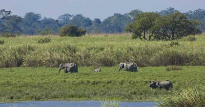 Kaziranga National Park