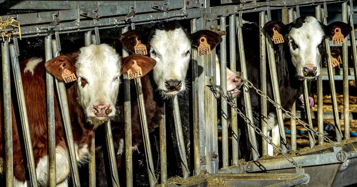 Eat 'no more than three portions of meat a week' to save planet, report says