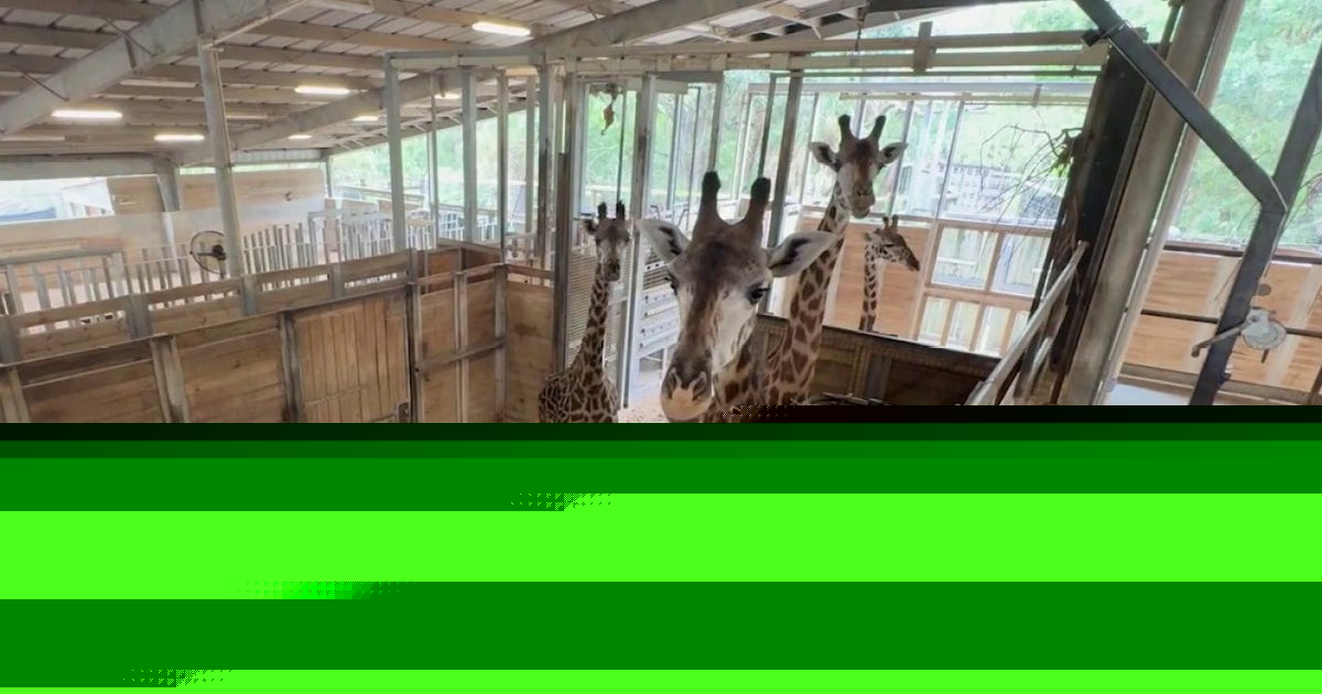 Brevard Zoo expecting two giraffe calves