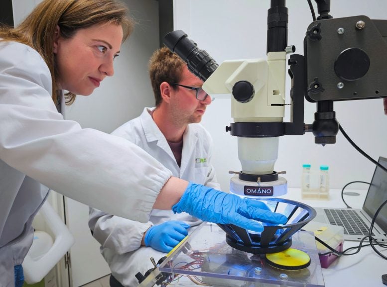 Experimental Eye Drops Restore Sight in Blind Mice