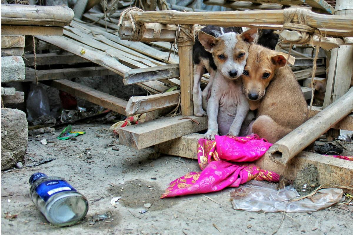 The Amazing Rescue Of 19 Neglected Bastrop Pups