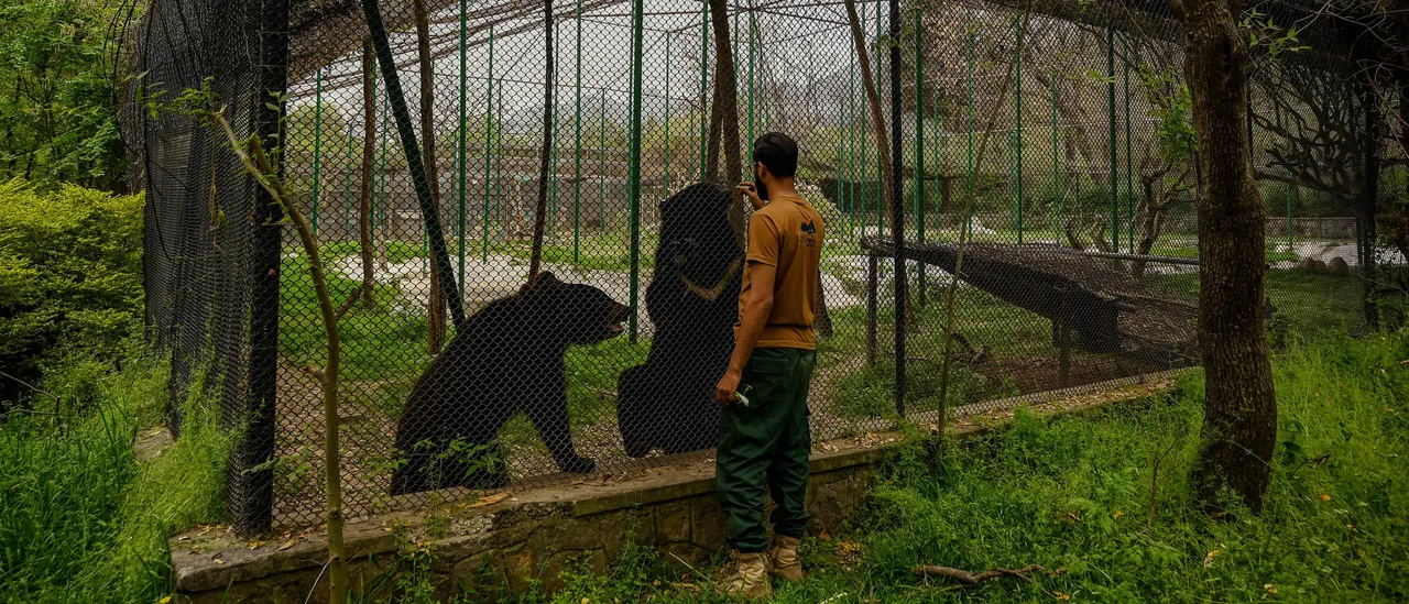 Missouri Man Reportedly Mauled To Death After Sending Family Photos Of Bear While Camping