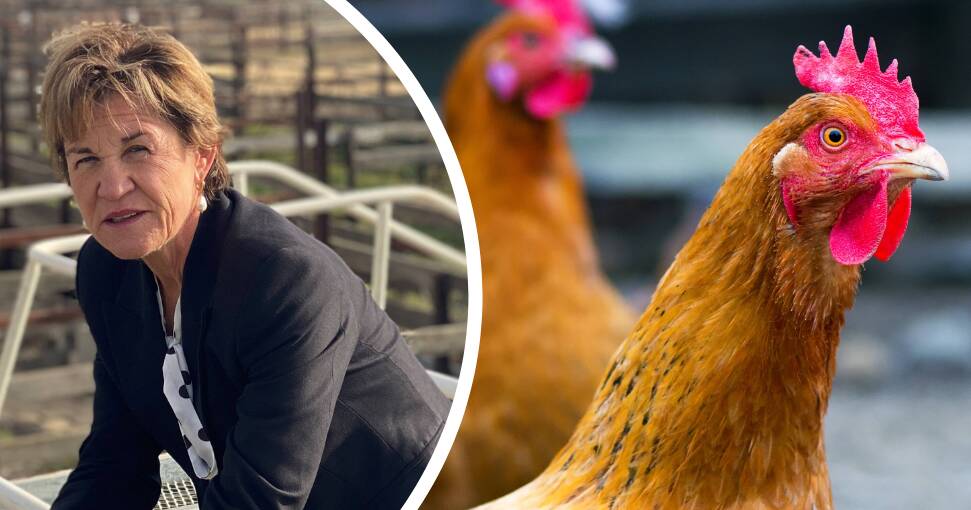 Bird flu in Murray: official advice on rules and safety steps