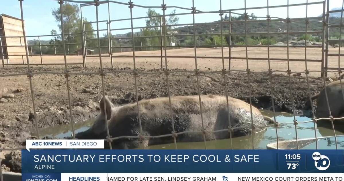 How Alpine Acres Sanctuary Farm is keeping animals and visitors cool during the heat