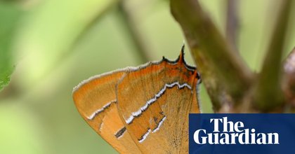 Rare butterflies bounce back after landowners in Wales cut back on flailing hedges