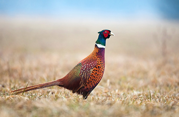 WI Daily Update: Tips to get you ready for this pheasant season