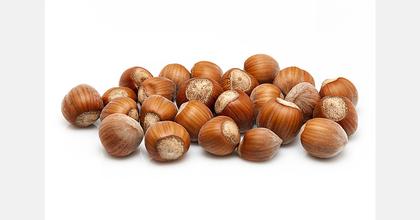 Turkey hazelnut prices up 121% as crop falls