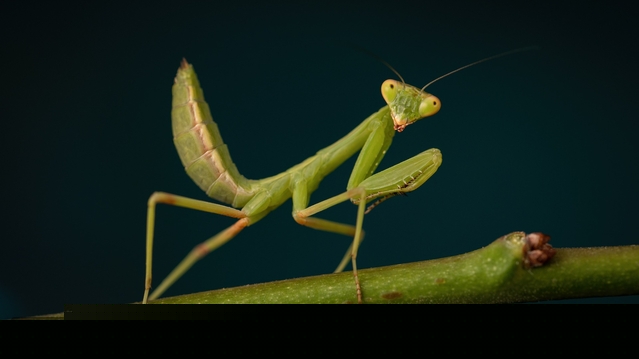 13 Animals That Can Defeat Prey Many Times Their Size